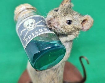 Poison Taxidermy Mouse ~ arsenic, curio, curiosities, oddities, goth, gothic, potion