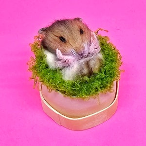 Hamster tired Taxidermy, curio and oddities, cosplay, kawaii, cute image 1