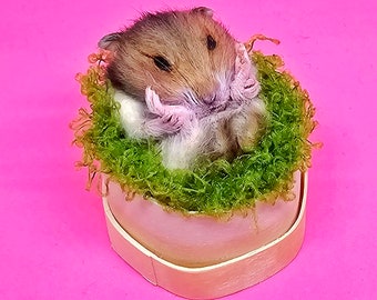 Hamster tired Taxidermy, curio and oddities, cosplay, kawaii, cute