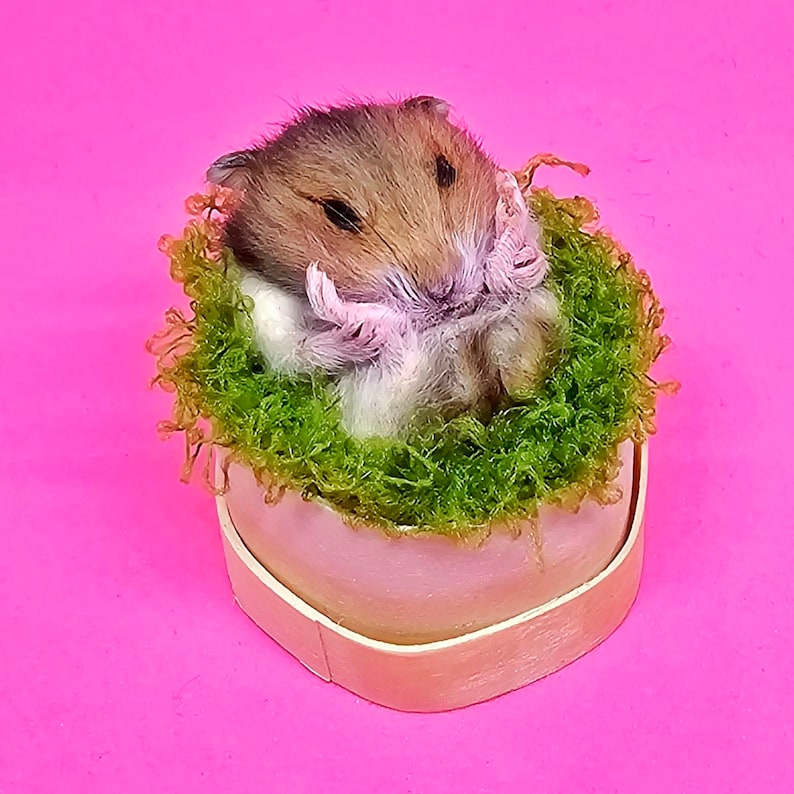 Hamster tired Taxidermy, curio and oddities, cosplay, kawaii, cute image 1