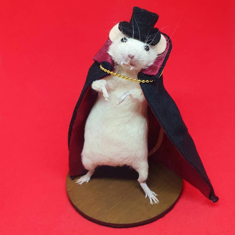 Dracula Vampire Taxidermy mouse Vampire, halloween, trick or treat, spooky, hammer horror, oddities curio curiosities image 3