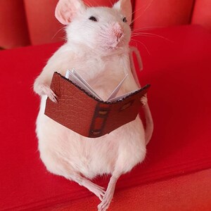 Bookworm Taxidermy Mouse with book, reading, study, studying, library, oddities, curio, curiosities image 2