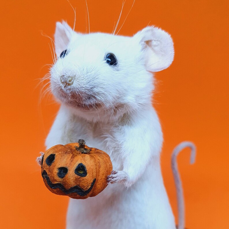 Pumpkin Taxidermy Mouse Halloween, jack o lantern, trick or treat, oddities, curio, curiosities, goth, gothic, spooky image 2