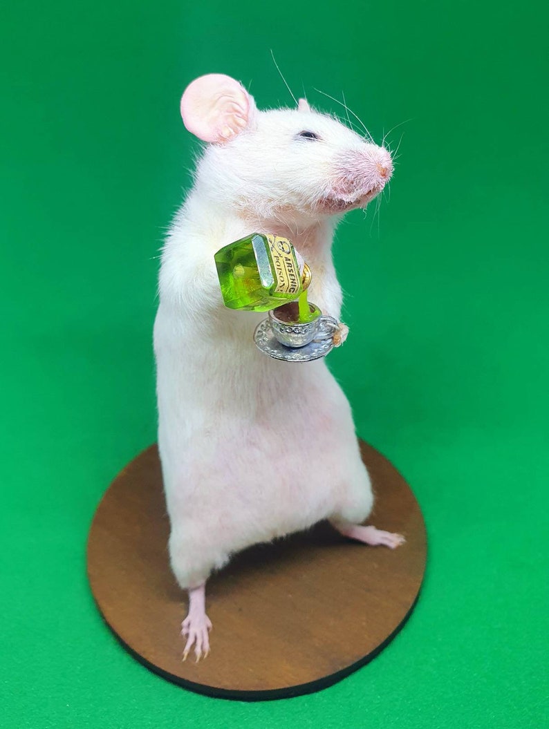 POISON Taxidermy Mouse arsenic, teacup, curio, curiosities, oddities, goth, gothic, potion image 4