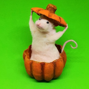 Pumpkin Taxidermy Mouse jack o lantern, Halloween, spooky, trick or treat, oddities, curio, curiosities, goth, gothic image 1