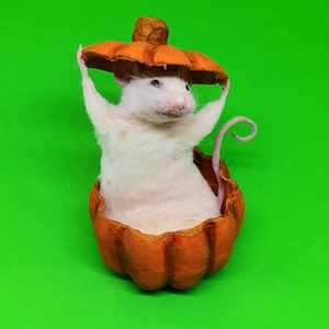 Pumpkin Taxidermy Mouse jack o lantern, Halloween, spooky, trick or treat, oddities, curio, curiosities, goth, gothic image 5