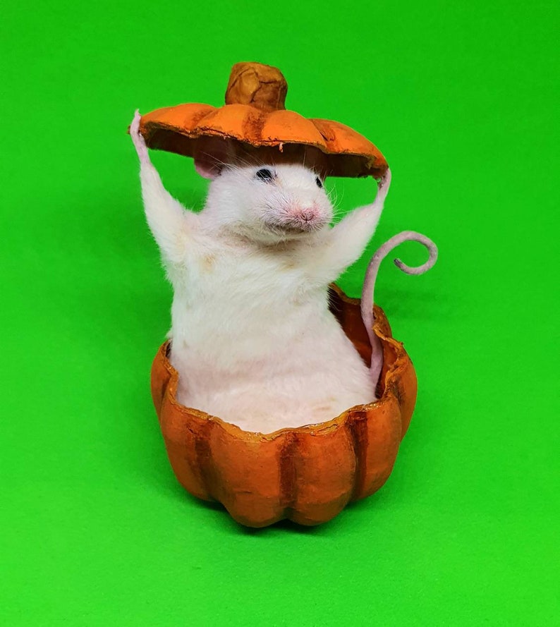 Pumpkin Taxidermy Mouse jack o lantern, Halloween, spooky, trick or treat, oddities, curio, curiosities, goth, gothic image 5