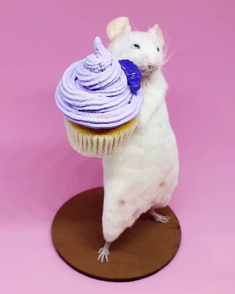 Cake Taxidermy Mouse birthday cake, gift, present, celebrate, celebration, oddities, curio, curiosities, cottagecore image 3