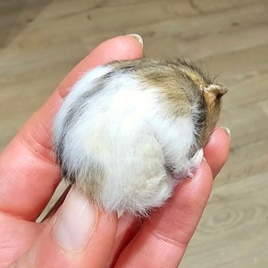 Hamster tired Taxidermy, curio and oddities, cosplay, kawaii, cute image 5