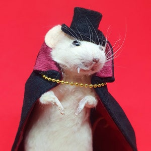 Dracula Vampire Taxidermy mouse Vampire, halloween, trick or treat, spooky, hammer horror, oddities curio curiosities image 1