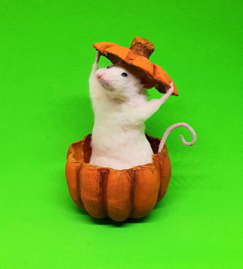 Pumpkin Taxidermy Mouse jack o lantern, Halloween, spooky, trick or treat, oddities, curio, curiosities, goth, gothic image 2