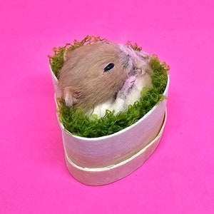 Hamster Sleeping taxidermy curio and oddities, cosplay, kawaii, cute image 3