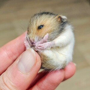 Hamster tired Taxidermy, curio and oddities, cosplay, kawaii, cute image 4