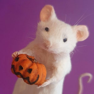 Pumpkin Taxidermy Mouse Halloween, jack o lantern, trick or treat, oddities, curio, curiosities, goth, gothic, spooky image 1