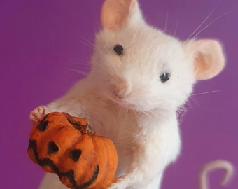 Pumpkin Taxidermy Mouse ~ Halloween, jack o lantern, trick or treat, oddities, curio, curiosities, goth, gothic, spooky