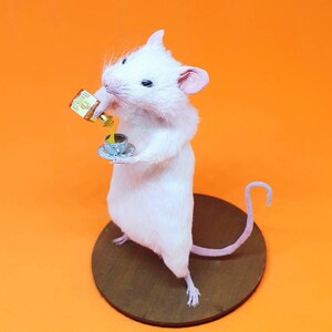 WHISKEY Taxidermy Mouse Whisky, gift, birthday present, teacup, burns night, oddities, curio, curiosities, goth, gothic image 8