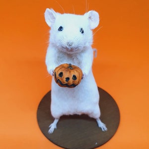 Pumpkin Taxidermy Mouse Halloween, jack o lantern, trick or treat, oddities, curio, curiosities, goth, gothic, spooky image 5