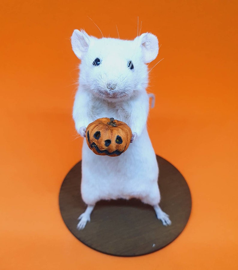 Pumpkin Taxidermy Mouse Halloween, jack o lantern, trick or treat, oddities, curio, curiosities, goth, gothic, spooky image 5