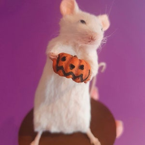 Pumpkin Taxidermy Mouse Halloween, jack o lantern, trick or treat, oddities, curio, curiosities, goth, gothic, spooky image 3