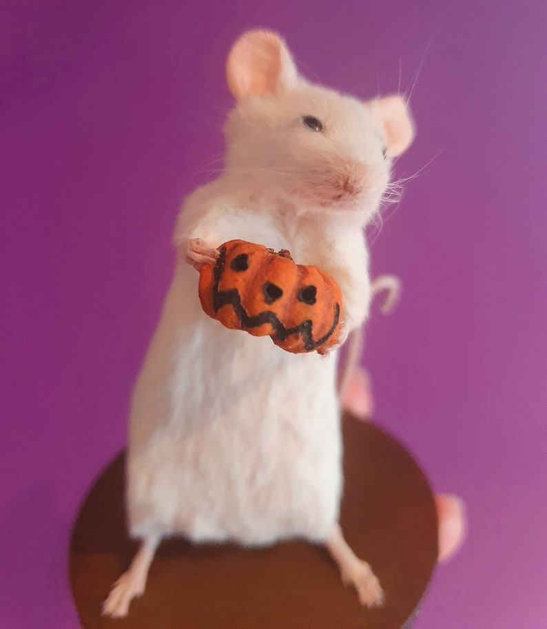 Pumpkin Taxidermy Mouse Halloween, jack o lantern, trick or treat, oddities, curio, curiosities, goth, gothic, spooky image 3