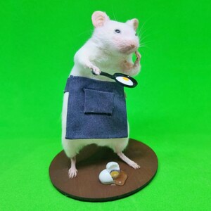 Chef Cook Taxidermy Mouse baker, breakfast, oddities, curio, curiosities image 2