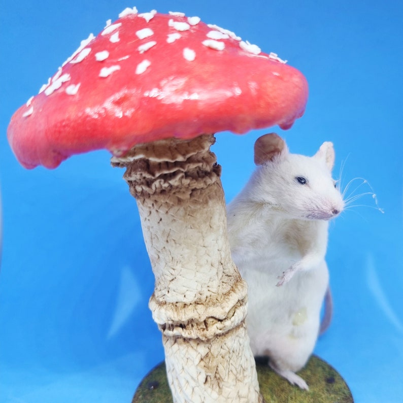 Mushroom Taxidermy Mouse in rain cottagecore, fungus, faeries, fairies, woodland, creatures, oddities, curio, curiosities image 1