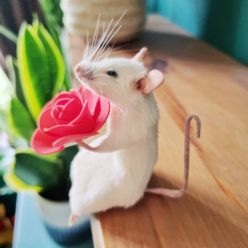 Romantic Taxidermy Mouse with rose plant, gift present, valentine, flowers, indoor, plant, garden, gardener, oddities, curio, curiosities image 5