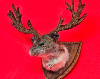 Mouse head mount taxidermy with antlers ~ jackalope style, dollshouse oddities, curio