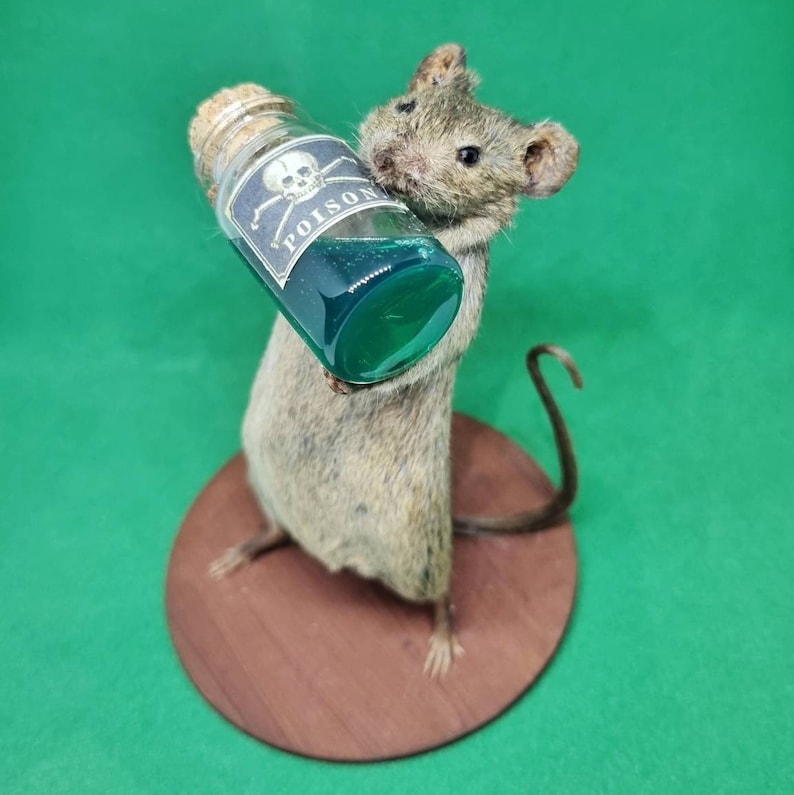 Poison Taxidermy Mouse arsenic, curio, curiosities, oddities, goth, gothic, potion image 4