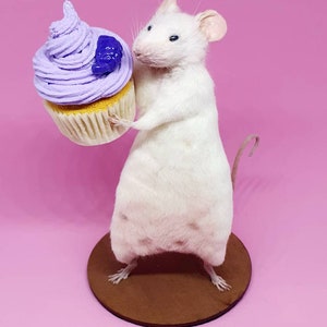 Cake Taxidermy Mouse birthday cake, gift, present, celebrate, celebration, oddities, curio, curiosities, cottagecore image 2