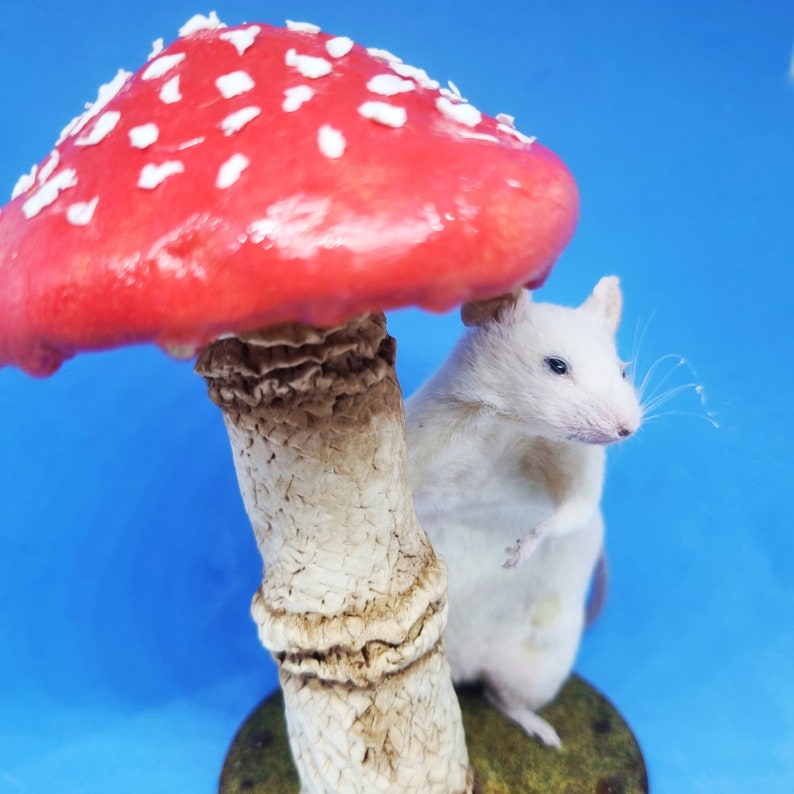 Mushroom Taxidermy Mouse in rain cottagecore, fungus, faeries, fairies, woodland, creatures, oddities, curio, curiosities image 5