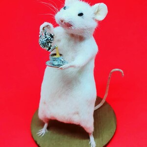 TEA Taxidermy Mouse cottagecore, teapot, cup of tea, British, brew, teabag, oddities, curio, curiosities, goth, gothic, image 3