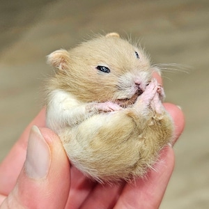 Hamster Sleeping taxidermy curio and oddities, cosplay, kawaii, cute image 5