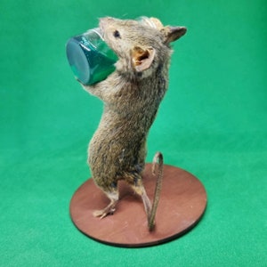 Poison Taxidermy Mouse arsenic, curio, curiosities, oddities, goth, gothic, potion image 5