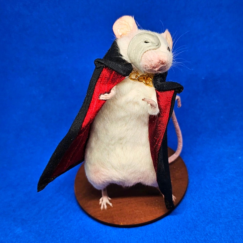 Phantom of the Opera Taxidermy mouse theatre, west end, broadway, musical, Ghost, oddities, curio, curiosities, goth, gothic image 4