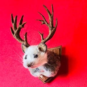 Mouse head mount taxidermy with antlers jackalope style, dollshouse oddities, curio image 3