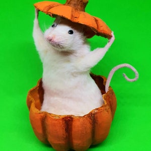 Pumpkin Taxidermy Mouse jack o lantern, Halloween, spooky, trick or treat, oddities, curio, curiosities, goth, gothic image 4