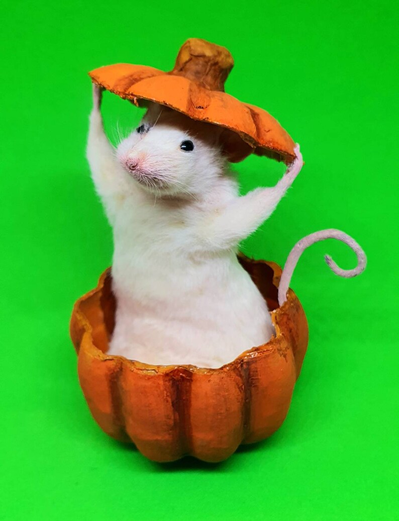 Pumpkin Taxidermy Mouse jack o lantern, Halloween, spooky, trick or treat, oddities, curio, curiosities, goth, gothic image 4