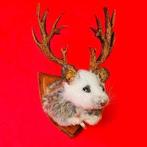 Mouse head mount taxidermy with antlers jackalope style, dollshouse oddities, curio image 1