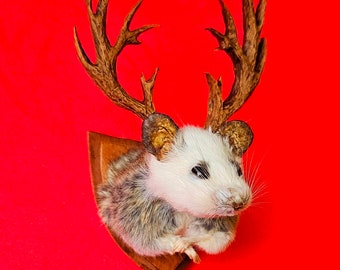 Mouse head mount taxidermy with antlers ~ jackalope style, dollshouse oddities, curio