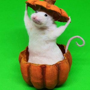 Pumpkin Taxidermy Mouse jack o lantern, Halloween, spooky, trick or treat, oddities, curio, curiosities, goth, gothic image 6