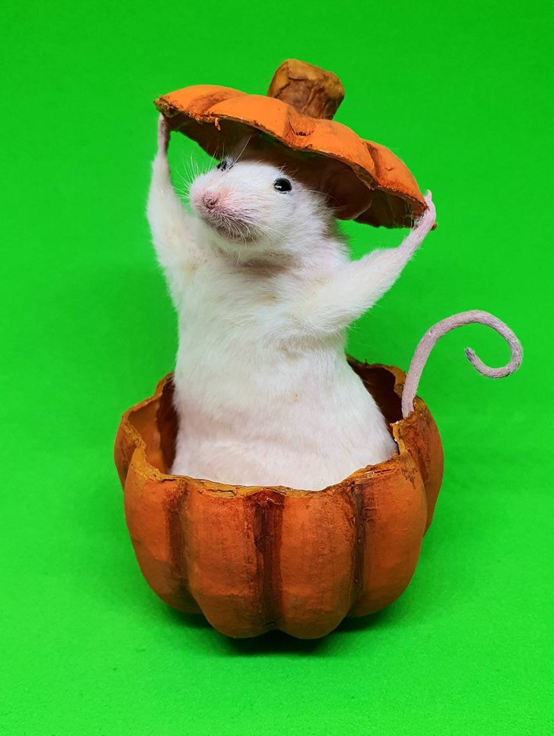 Pumpkin Taxidermy Mouse jack o lantern, Halloween, spooky, trick or treat, oddities, curio, curiosities, goth, gothic image 6