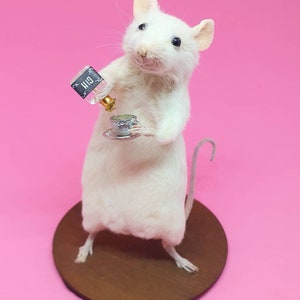 Taxidermy Mouse with GIN tonic gift birthday present image 6