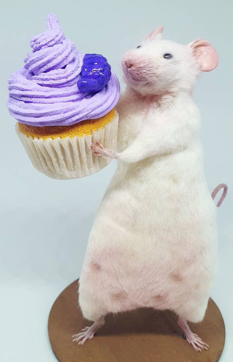 Cake Taxidermy Mouse birthday cake, gift, present, celebrate, celebration, oddities, curio, curiosities, cottagecore image 5
