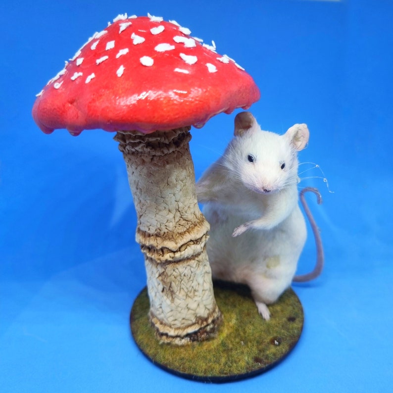 Mushroom Taxidermy Mouse in rain cottagecore, fungus, faeries, fairies, woodland, creatures, oddities, curio, curiosities image 4