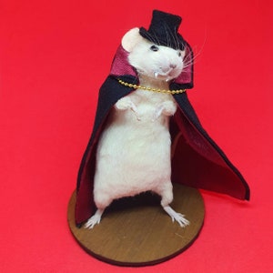 Dracula Vampire Taxidermy mouse Vampire, halloween, trick or treat, spooky, hammer horror, oddities curio curiosities image 4