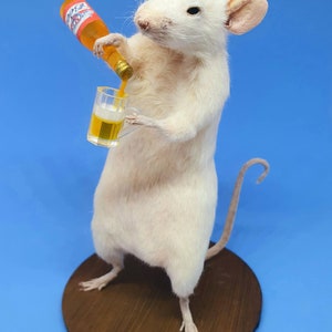 BEER Taxidermy Mouse gift, pint, birthday present, lager, brew, Craft beer, oddities, curio, curiosities, goth, gothic image 3