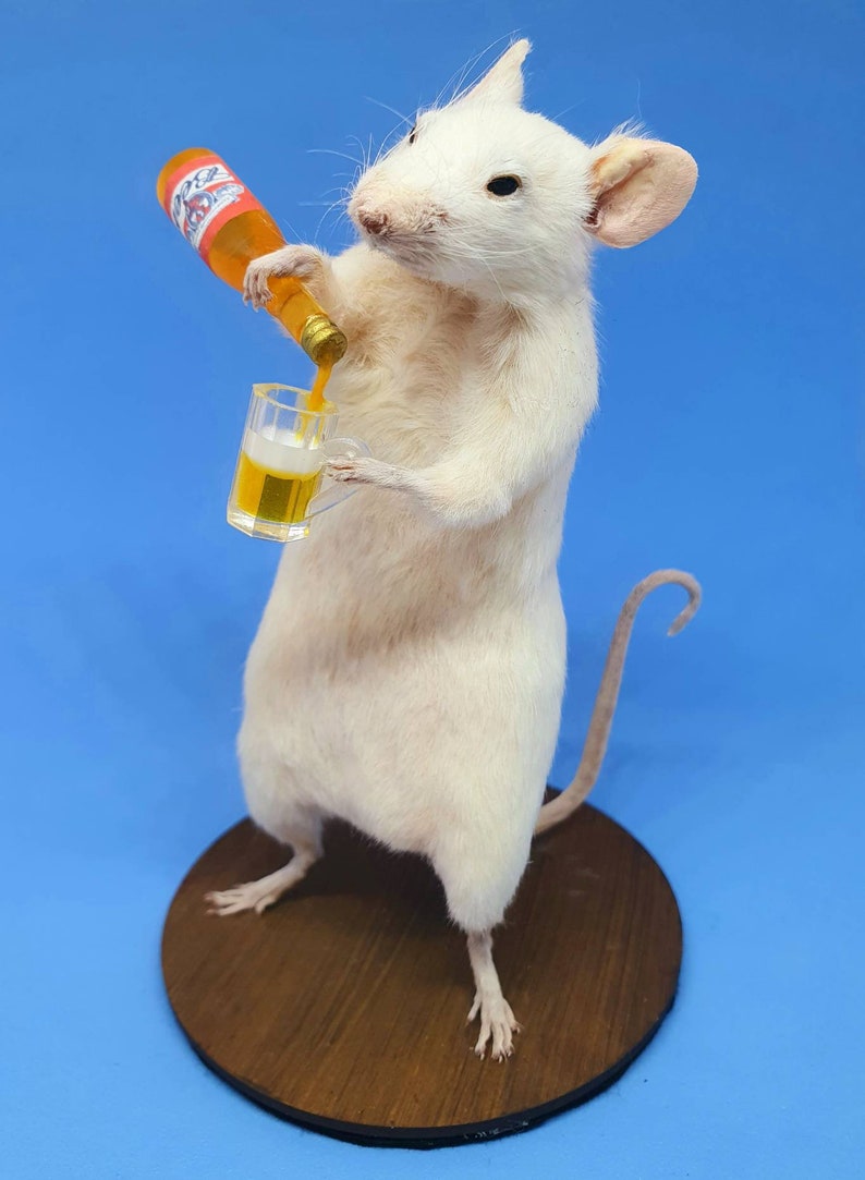 BEER Taxidermy Mouse gift, pint, birthday present, lager, brew, Craft beer, oddities, curio, curiosities, goth, gothic image 3