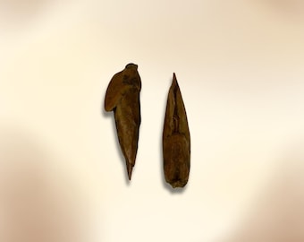 Adam & Adam Root