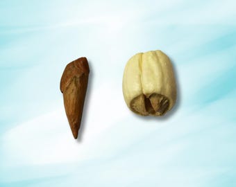 Adam & Eve Root